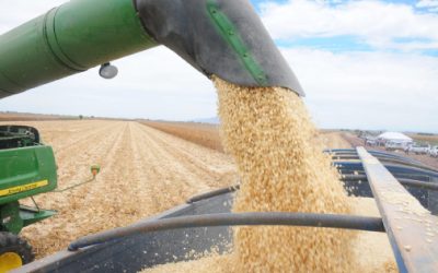 Productores de Sinaloa confían que el 2026 llegue con un mejor precio para el maíz