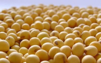 Lluvias en el NEA impulsaron la siembra de soja y mejoran las condiciones para el maíz