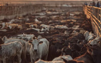 Cierre de frontera de EU a exportación de ganado por gusano barrenador costó dos mil millones de dólares a México este año