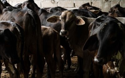 Gusano barrenador provoca pérdidas de 15 mil mdp al sector ganadero en México