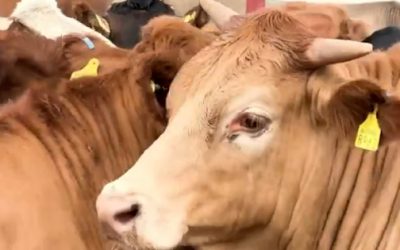 México deja de ingresar 2.000 millones USD por cierre de frontera a ganado en Sonora