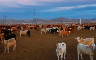 Brote de gusano barrenador afecta al ganado y otros animales en México