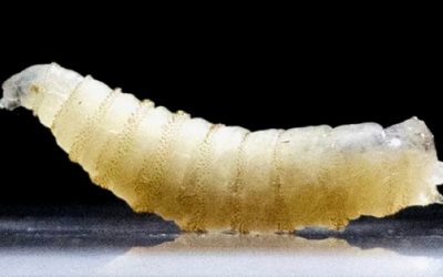 Gusano barrenador avanza en Yucatán y otras entidades con más de mil casos