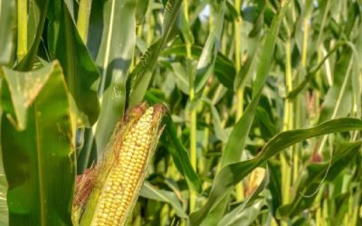 Cerca de 180 mil toneladas de grano de maíz están en riesgo en Guanajuato por permanecer al aire libre