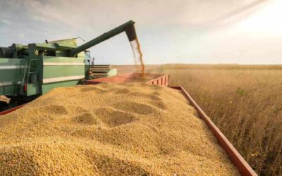 Comerciantes de soja evalúan salir del pacto ambiental en Brasil por incentivos fiscales
