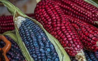 México profundiza su dependencia alimentaria: granos y oleaginosas solo cubren 44% del consumo