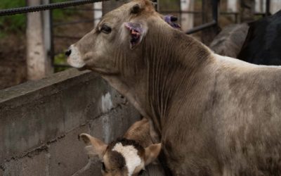 Activos, 698 casos de gusano barrenador