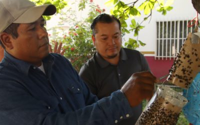 Productores de carne en Chiapas lanzan trampas artesanales para contener al gusano barrenador