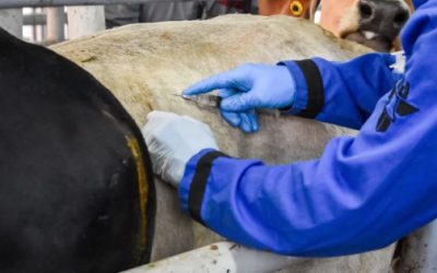 Gusano barrenador, la infestación que llegó primero al ganado y ahora afecta a perros, gatos y cerdos