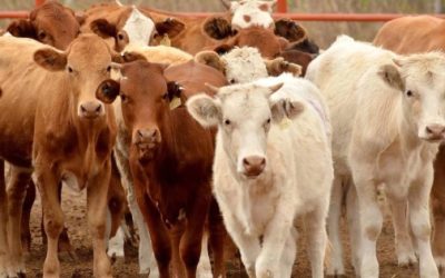 SADER atiende caso aislado de gusano barrenador del ganado en Tamaulipas