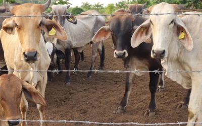 Gusano barrenador llega al Edomex: Detectan primer caso