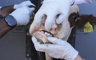 Impide gusano barrenador exportar 1 millón de reses