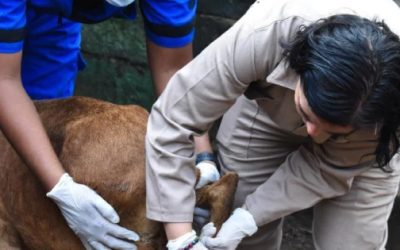 En Tamaulipas, el primer caso de gusano barrenador en estados cercanos a EU