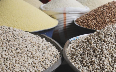 Advierten por granos en sector pecuario