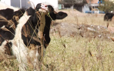 Aguascalientes está listo para proteger a su ganado