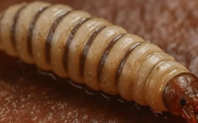 Reportan otro caso de gusano barrenador, ahora en la zona sur de Tamaulipas