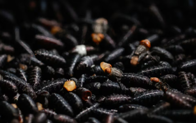 Casos de gusano barrenador en el Edomex y Tamaulipas encienden las alarmas