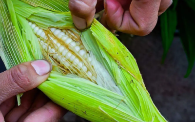 Desarrollan proyectos para mayor aprovechamiento del maíz