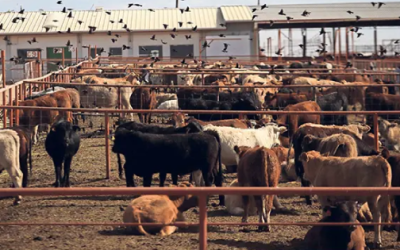 Por barrenador, darán 2 mil millones de pesos a productores