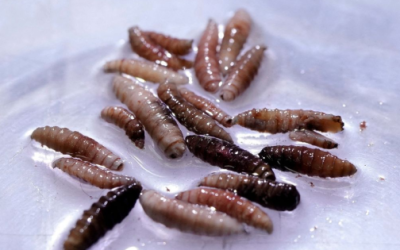 Reubicarían planta contra barrenador