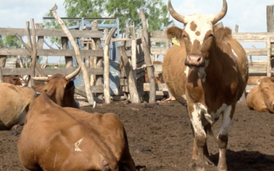 Tamaulipas tiene dos casos de gusano barrenador, ahora en Altamira