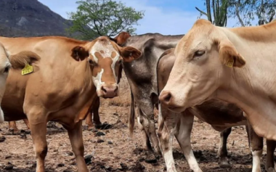 Darán 2 mil millones de pesos por barrenador