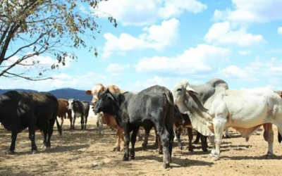 Se expande gusano barrenador a estados del norte y centro