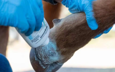 Gusano barrenador continúa dispersándose en el centro de México; Michoacán reporta su primer caso