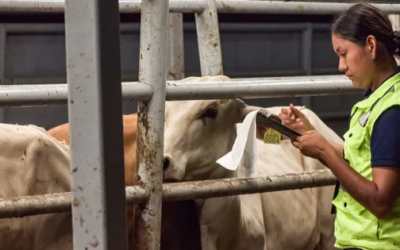 Cierre de la frontera por gusano barrenador provocará pérdidas a México por 23 mil 577 mdp entre 2025 y 2026