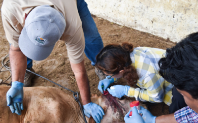 Urgen reforzar control del gusano barrenador