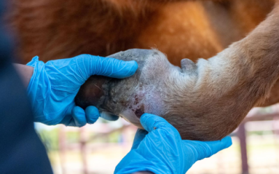 Detectan primer caso de gusano barrenador en Michoacán