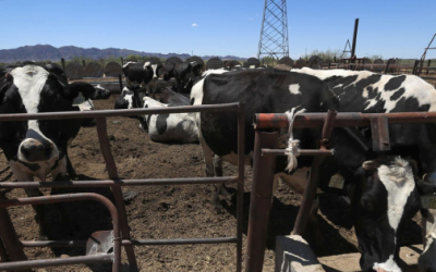 Bajan casos de barrenador