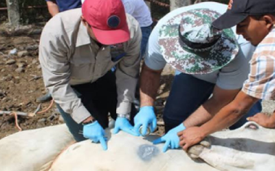 Cerco sanitario reforzado por gusano barrenador en La Huasteca, San Luis Potosí