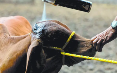 Casos de gusano barrenador caen 57%