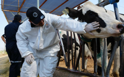 Se implementarán nuevas acciones para blindar al centro y norte del país contra el gusano barrenador