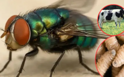 Aumenta a 7 casos de gusano barrenador en Edomex