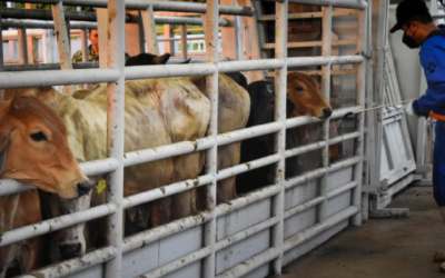 Agricultura acuerda nuevas acciones para blindar ganado del gusano barrenador: acciones se implementarán la próxima semana