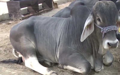 Confirman tercer caso de Gusano Barrenador en Tamaulipas: municipio lanzó la alerta