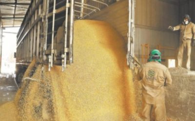 Caída de precios de los granos. Escenario adverso que ahoga a productores mexicanos