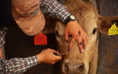 Se elevan los casos de barrenador