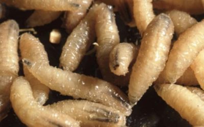 Plaga de gusano barrenador afecta al ganado en Estado de México