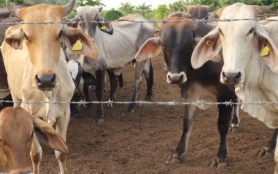 Sader registra más de 13 mil casos de Gusano Barrenador en México: 492 se encuentran activos