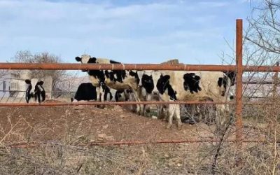 Invalida Corte acuerdo para endurecer los controles ganaderos en Chihuahua