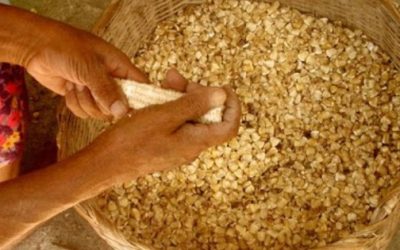 Reciben incentivos más de 60 mil productores de granos básicos