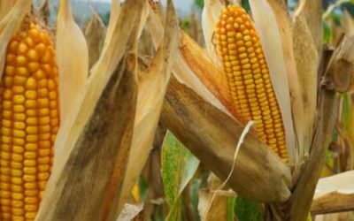 Altas cosechas de maíz en EE. UU. afectan precios de comercialización en México: GCMA