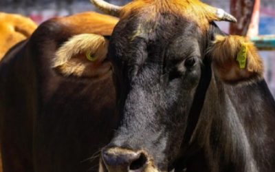 México reduce 57% los casos de gusano barrenador del ganado a más de un año del primer brote