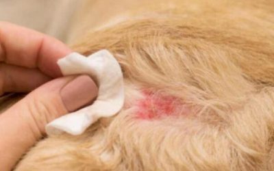 Infecta gusano barrenador a animales domésticos