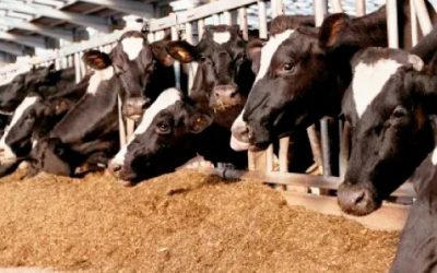 Preocupa en NL inventario bovino