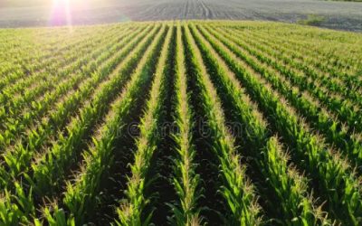 Efectos del cambio climático amenazan con impactar los precios del maíz