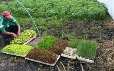 Explorarán biodiversidad de suelo chinampero